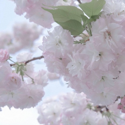 都兰福瑞交流群